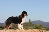 BERGER AUSTRALIEN 149